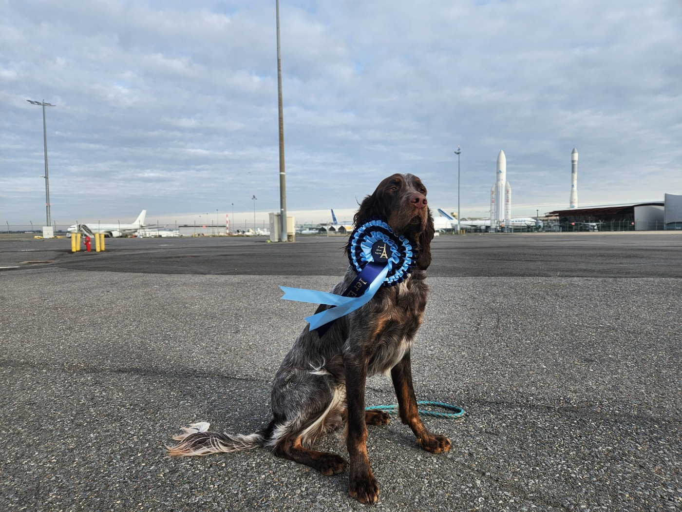 Velvet au Paris Dog Show