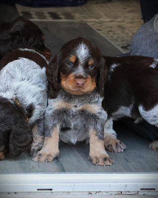 CHIOT