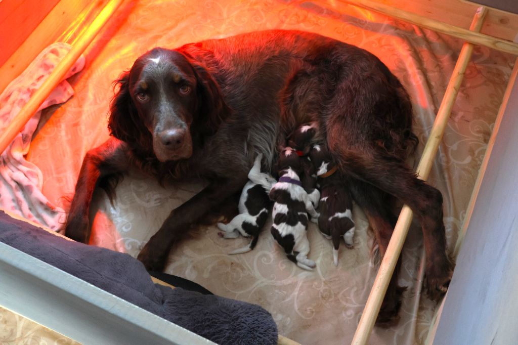 Chiot Epagneul picard Des Coteaux D'Orsavel